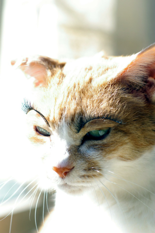 Illustration for article titled Fake Eyelashes on Pets Might Be a Thing